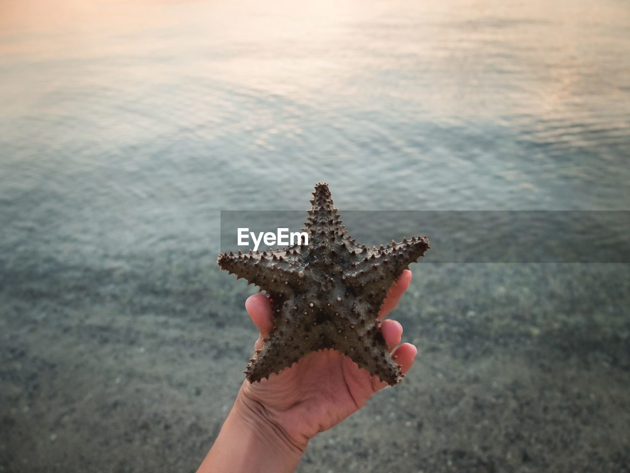 Cropped image of hand holding starfish against sea