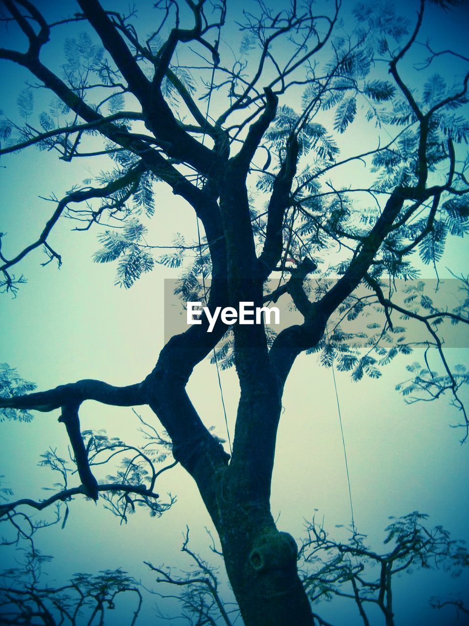 LOW ANGLE VIEW OF BARE TREES AGAINST SKY