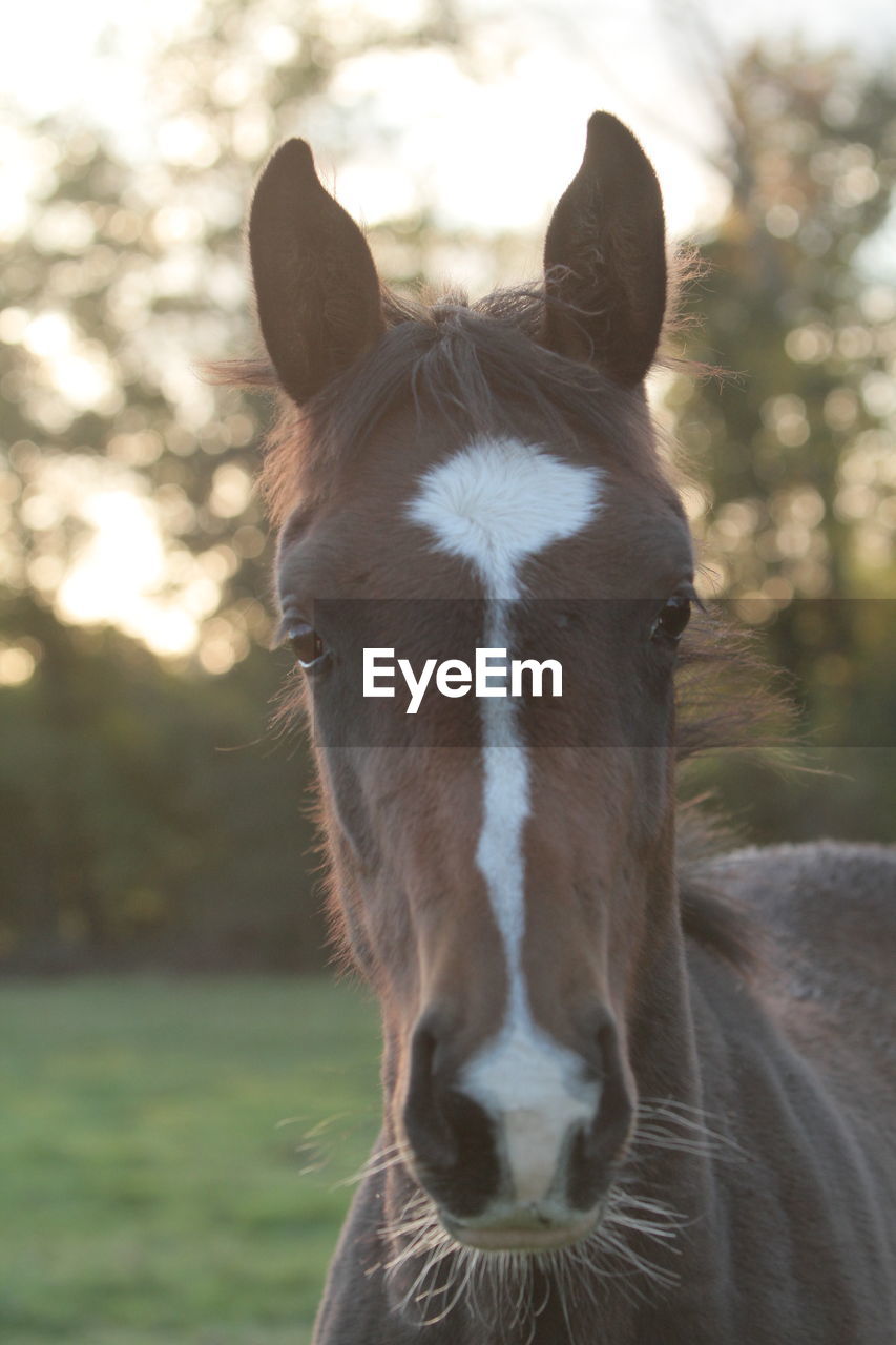 Close-up of horse on field