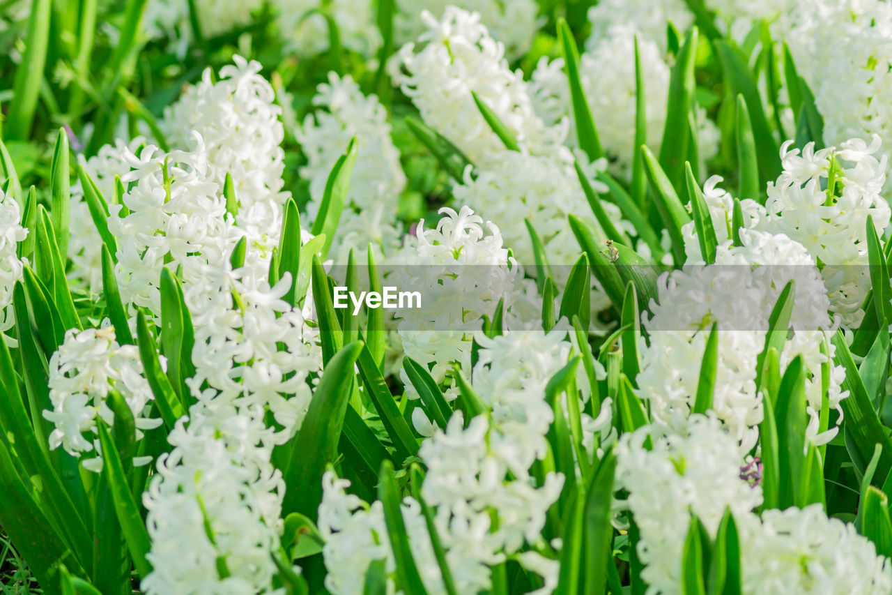 Field of white blooming hyacinth flowers in spring garden