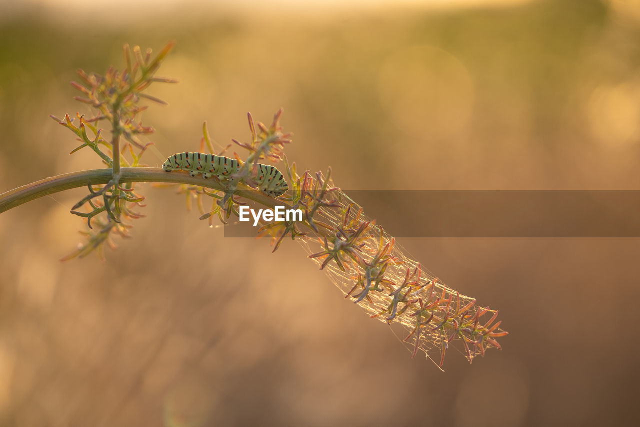 Close-up of a caterpillar on a plant during sunset