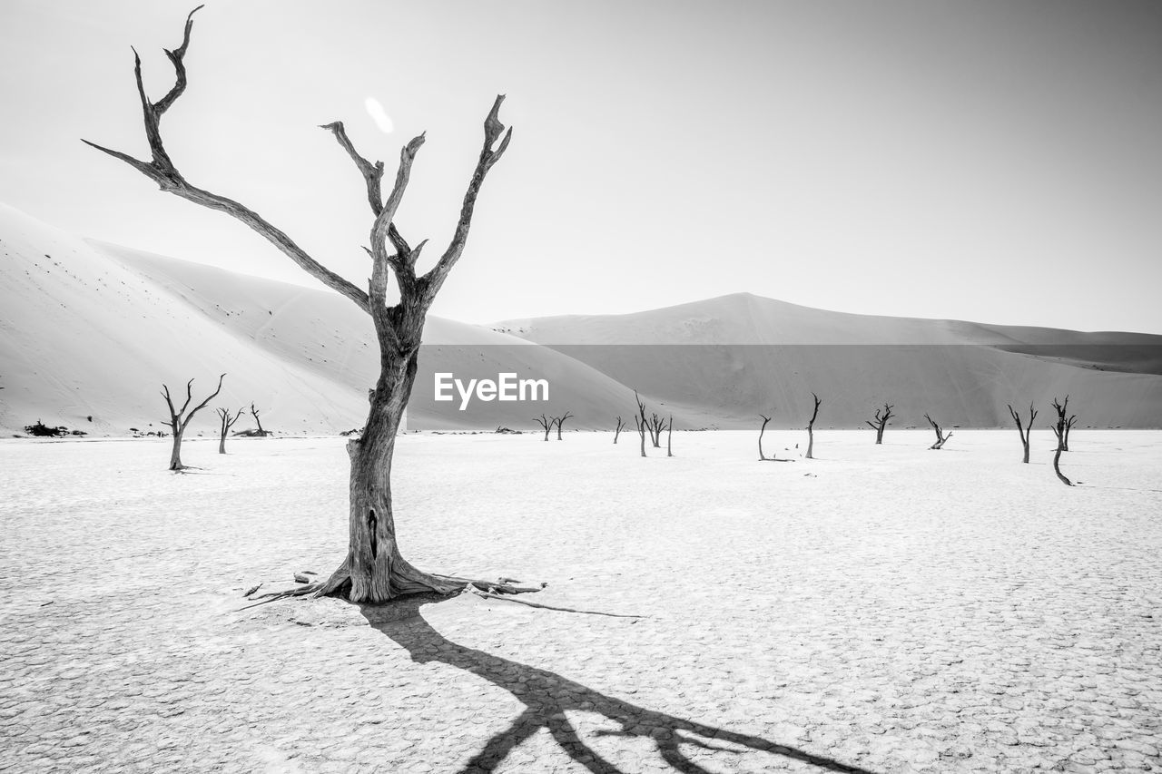 Bare tree on sand against clear sky