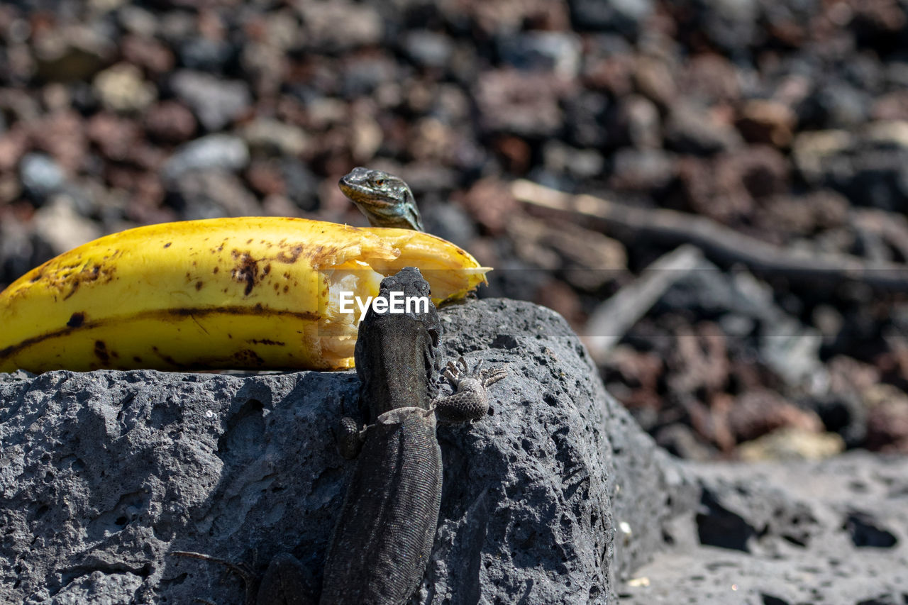 Wall lizard eating discarded banana, canary islands, spain