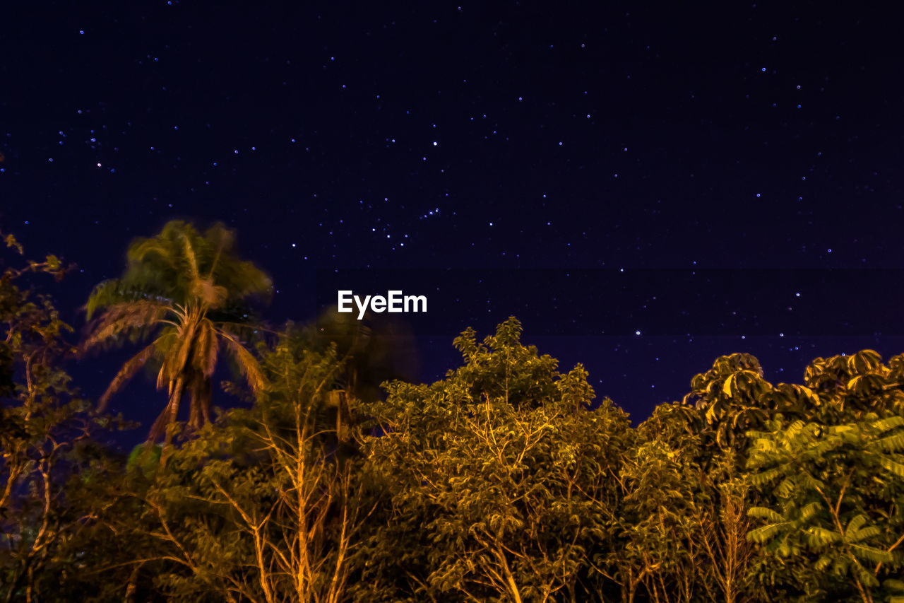 LOW ANGLE VIEW OF TREES AGAINST SKY