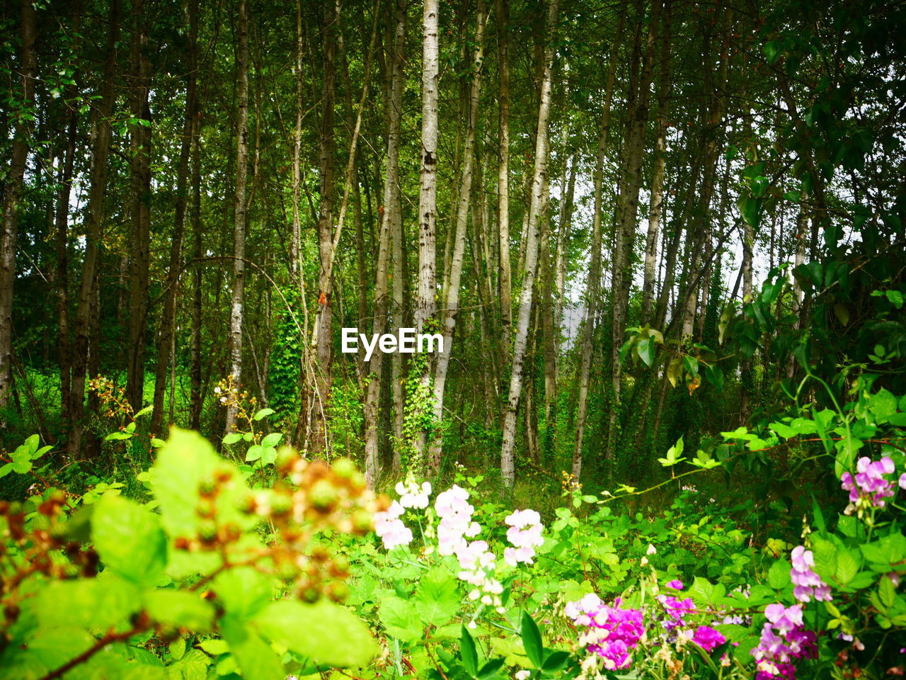 VIEW OF FLOWERING PLANTS IN FOREST