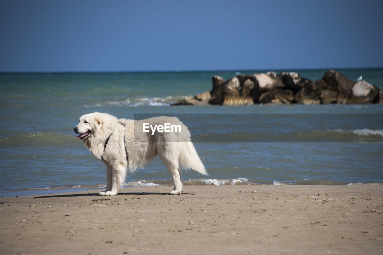 VIEW OF DOG ON BEACH AGAINST SEA