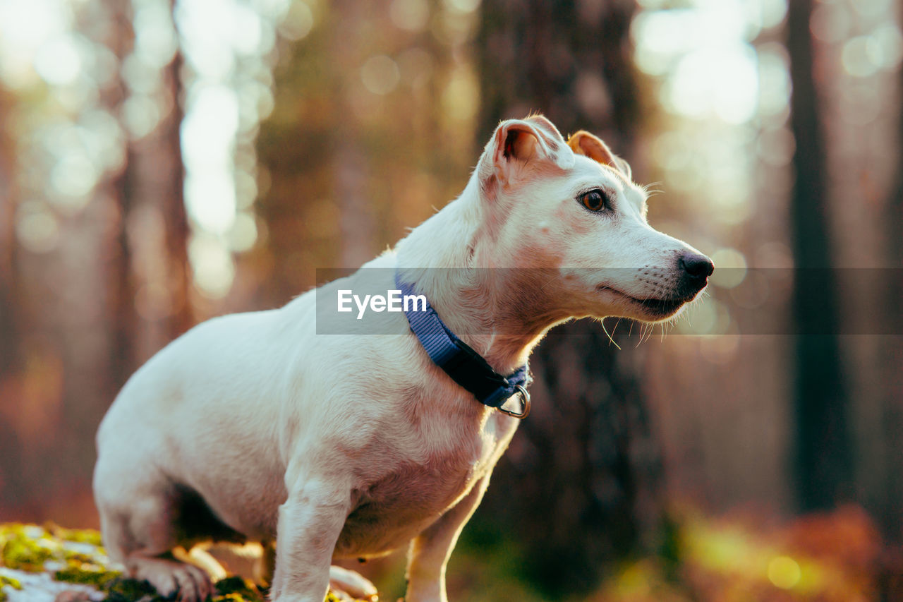 Portrait dog jack russell terrier in the autumn forest