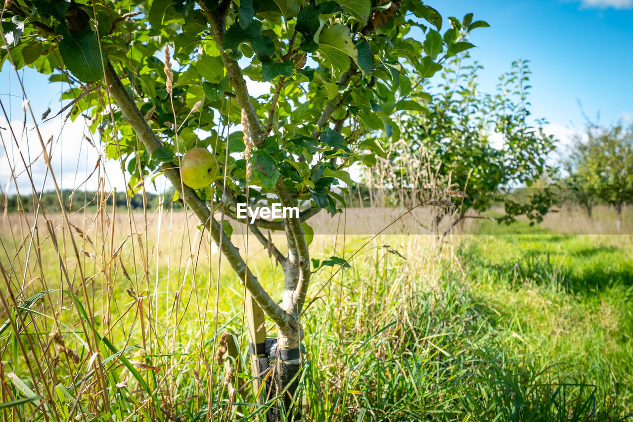 Scenic view of apple tree against sky