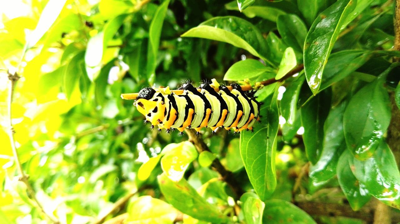 CLOSE-UP OF INSECT ON LEAF