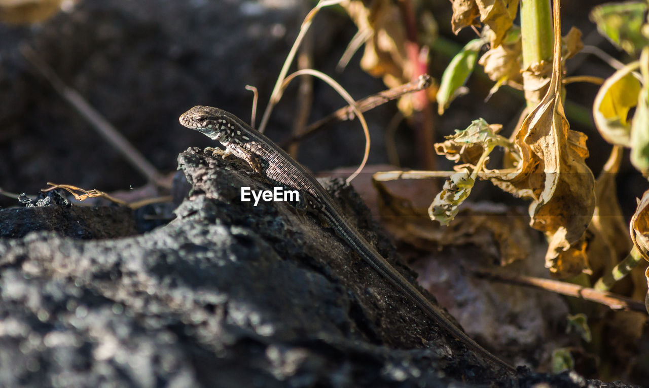 CLOSE-UP OF SNAKE ON PLANT