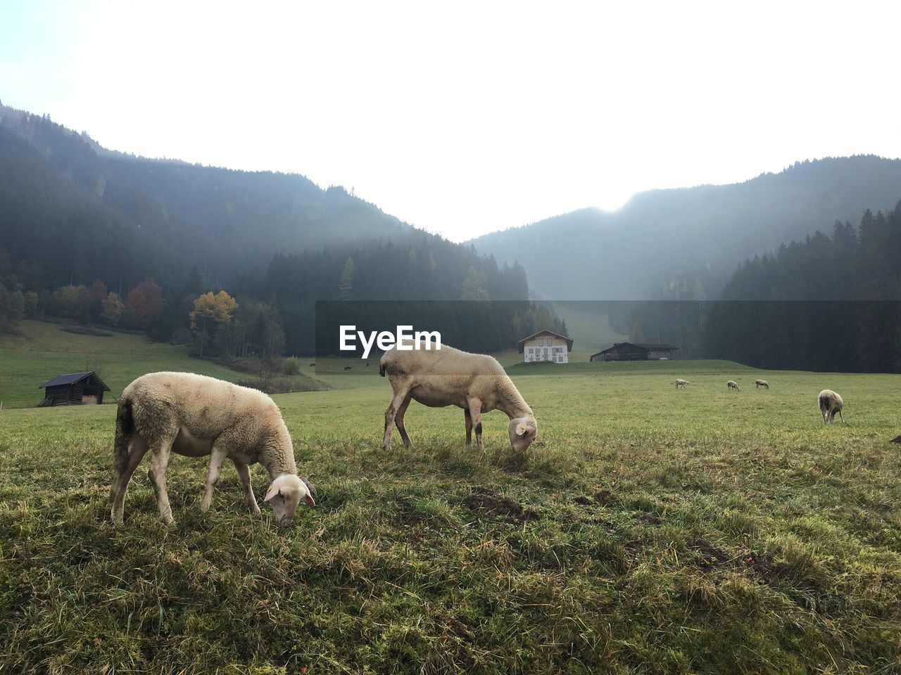 Sheep grazing on countryside landscape