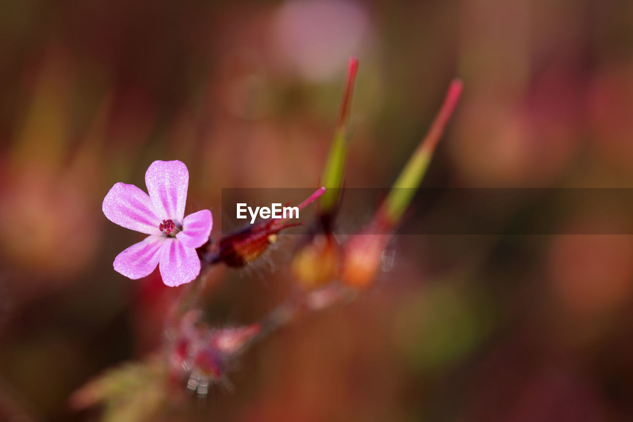 Close-up of pink flowering plant