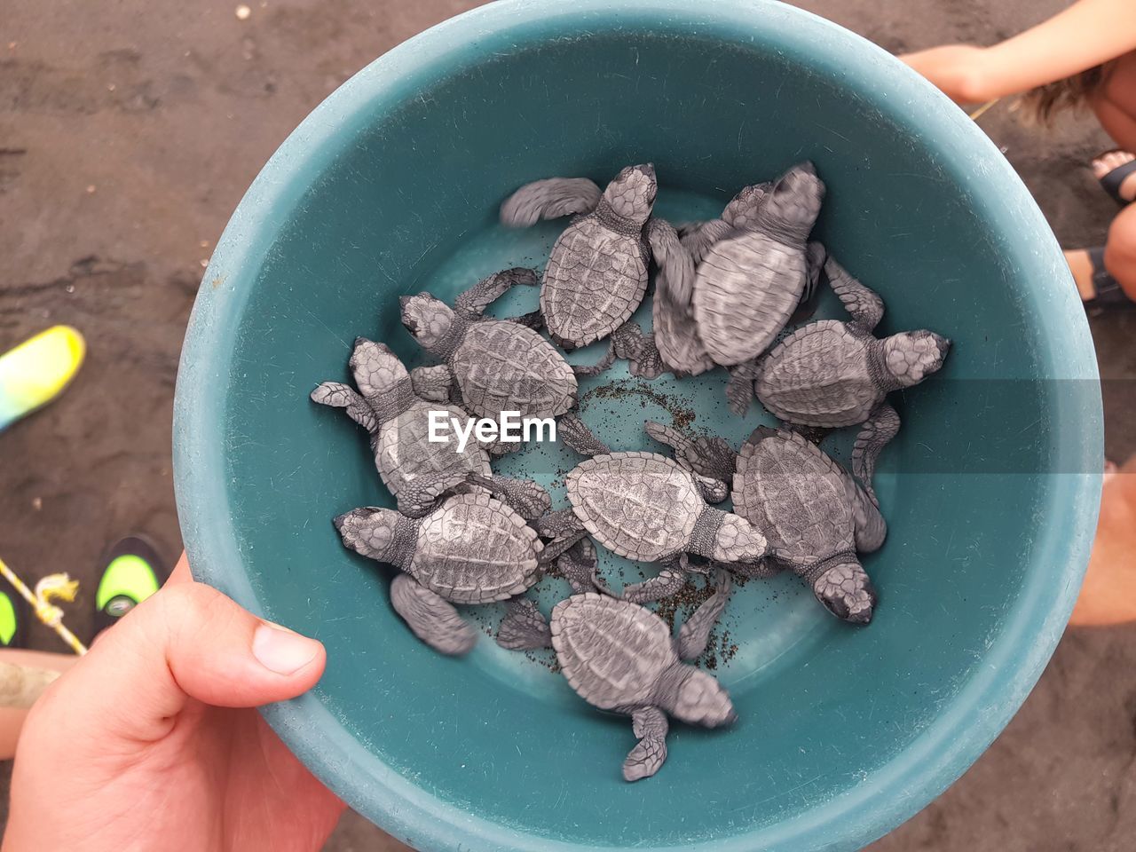 Close-up high angle view of person hand holding small tortoises in container