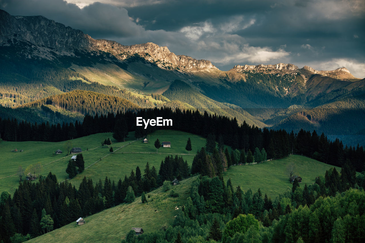 Scenic view of pine trees against sky