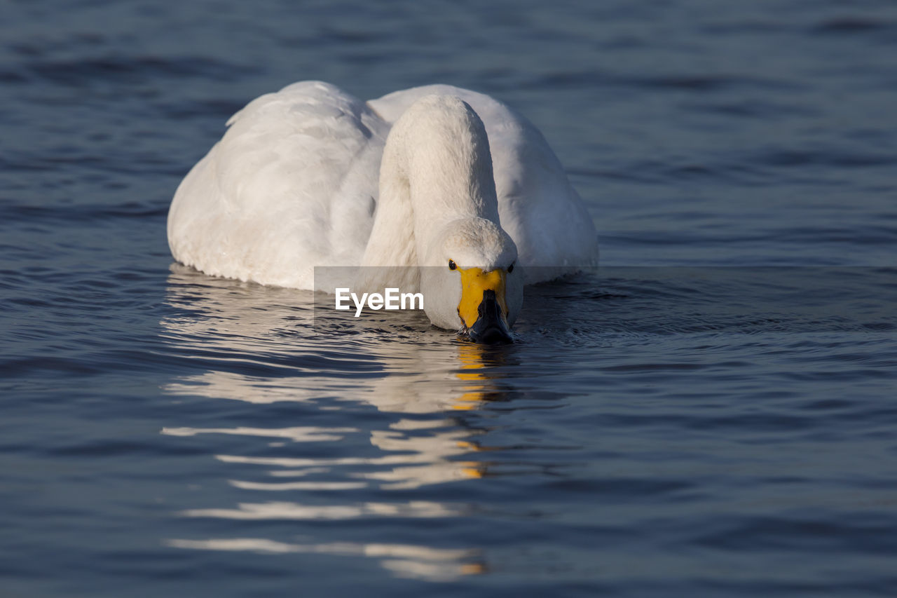 SWAN FLOATING ON LAKE