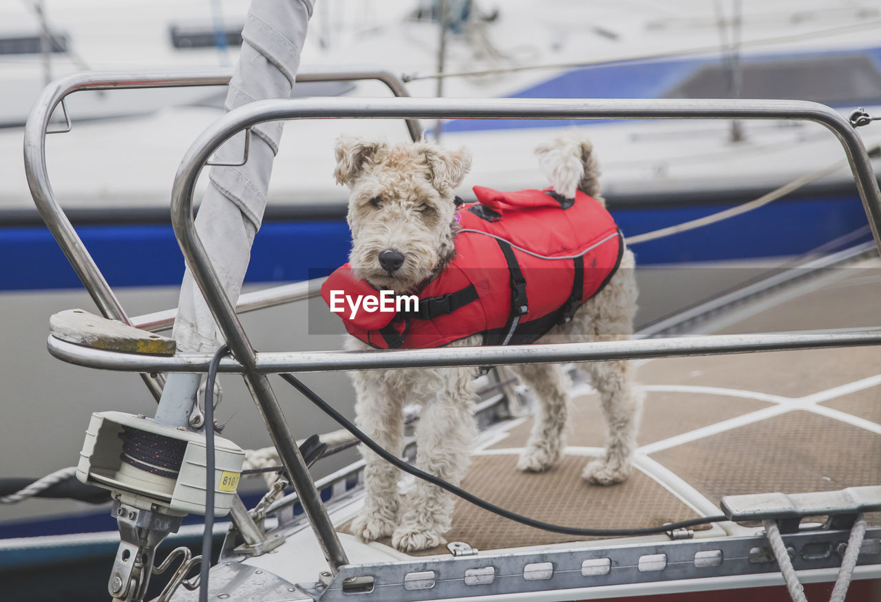 high angle view of dog sitting on boat at harbor