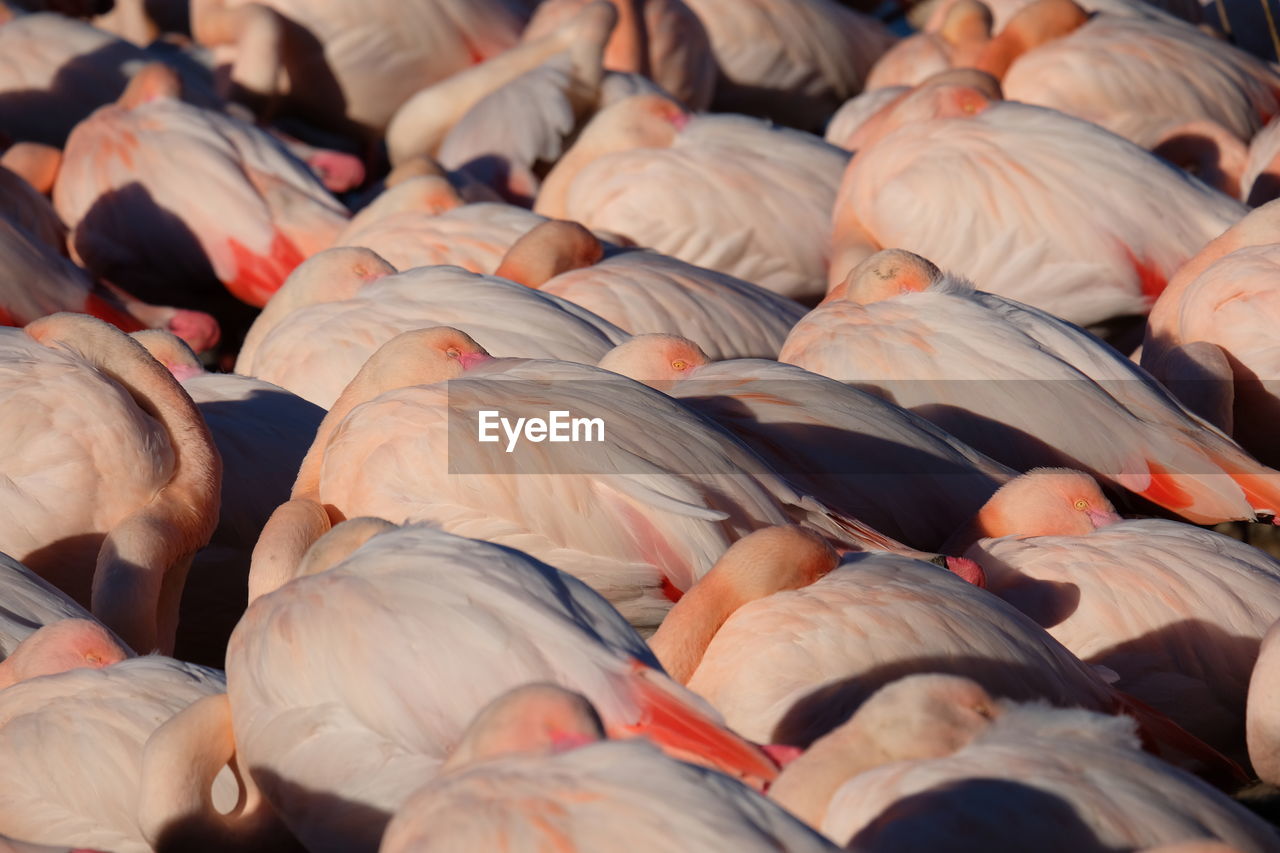 High angle view of birds