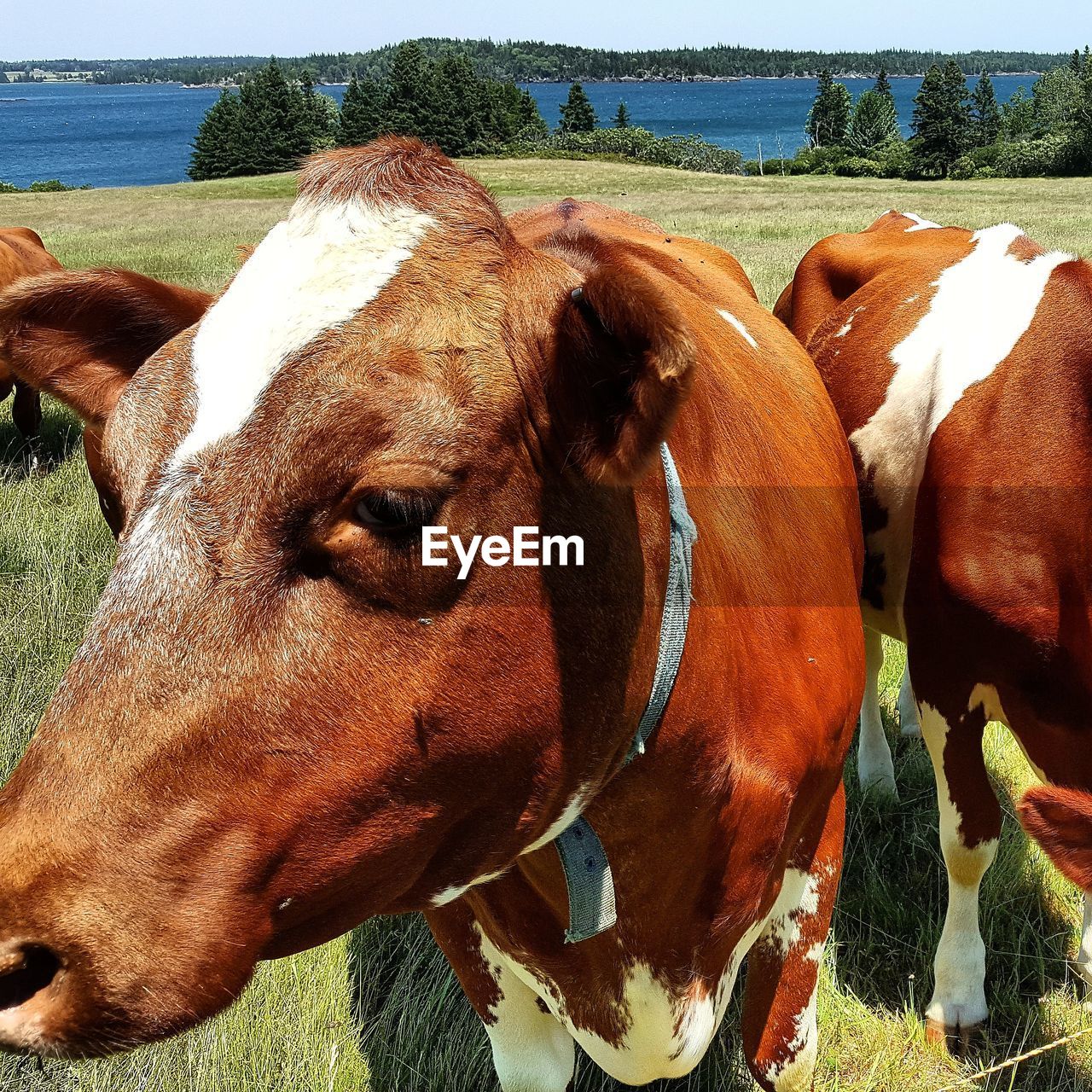 Close-up of cow standing on field