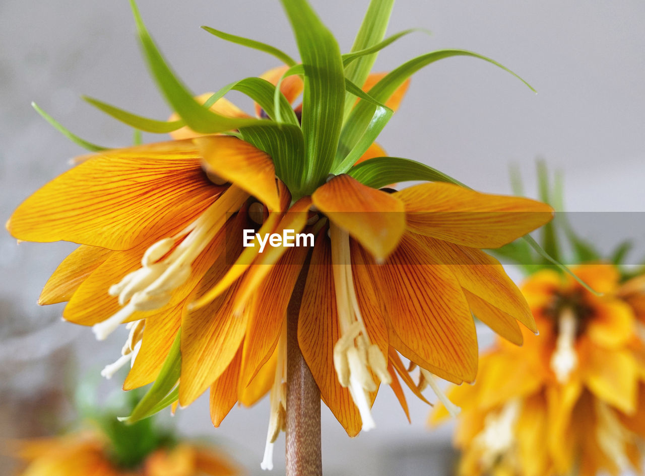 Detail shot of flower against blurred background