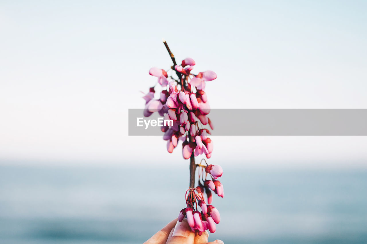 Close-up of hand holding pink flowers against sky