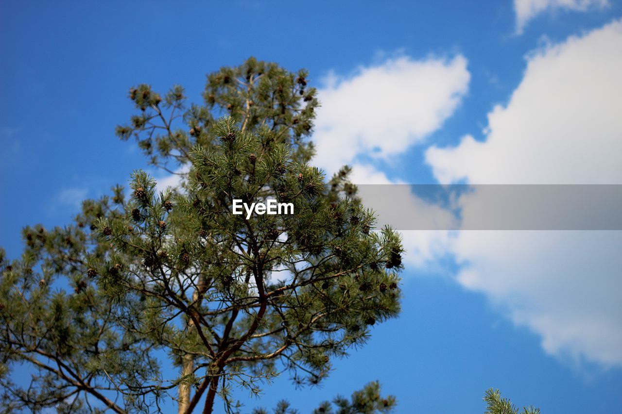 Low angle view of tree against sky