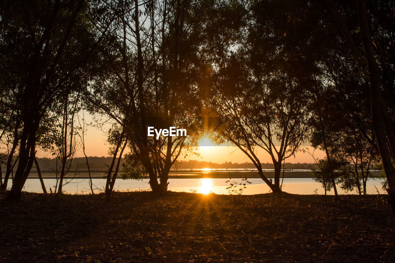 Sunlight streaming through trees at sunset