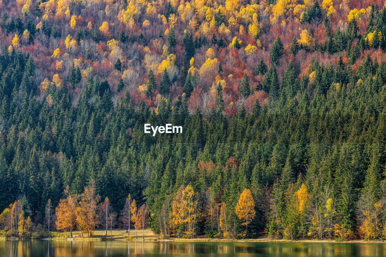 Scenic view of forest during autumn