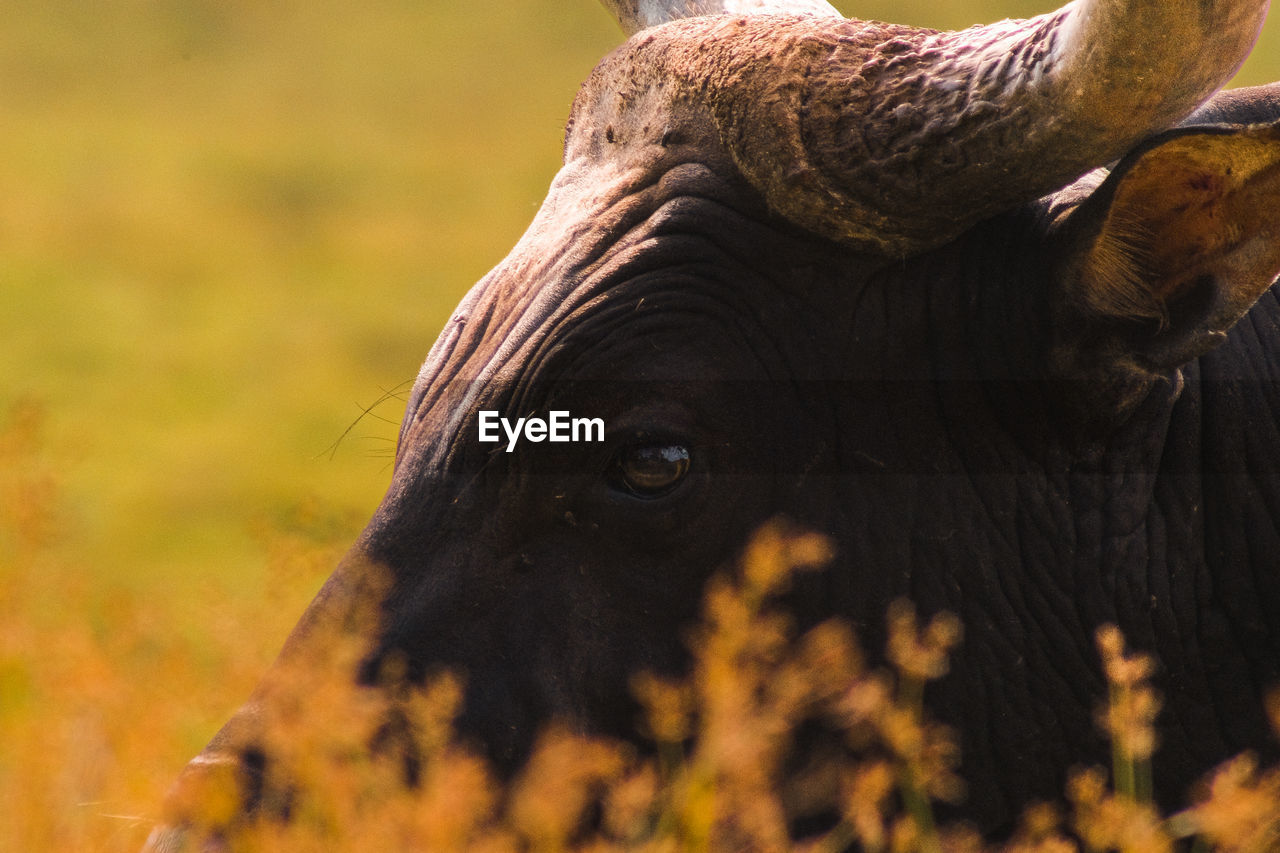 Close-up of a bos javanicus buffalo on field