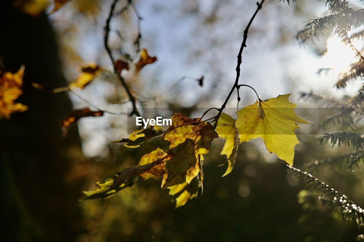 CLOSE-UP OF AUTUMNAL LEAVES ON BRANCH