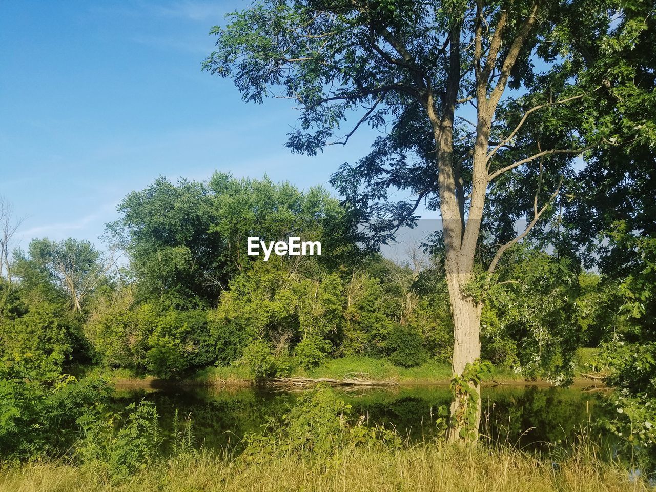 Scenic view of lake in forest against sky