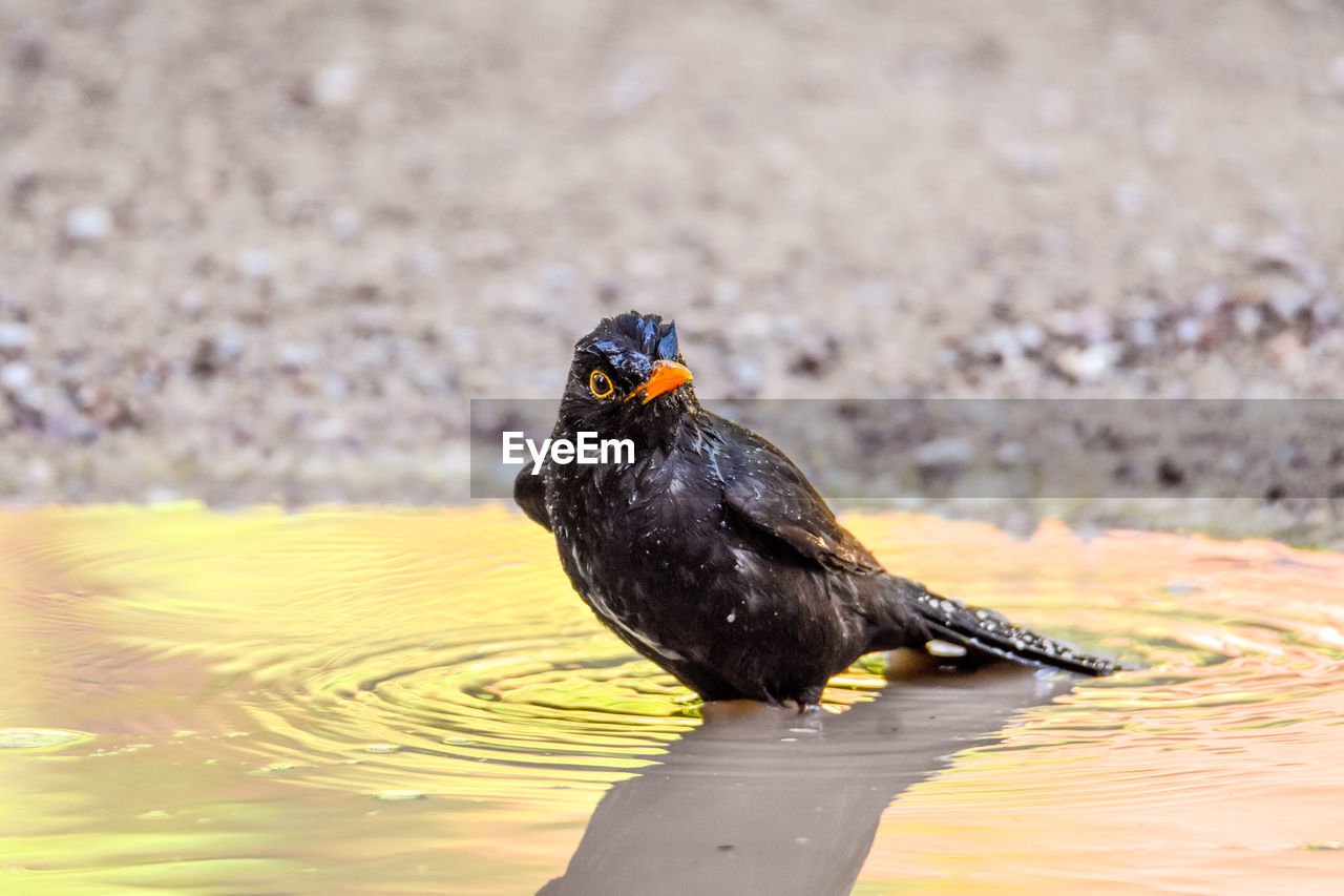 animal themes, animal, bird, animal wildlife, wildlife, one animal, beak, water, nature, black, blackbird, no people, day, outdoors, lake, focus on foreground, close-up, full length, sunlight