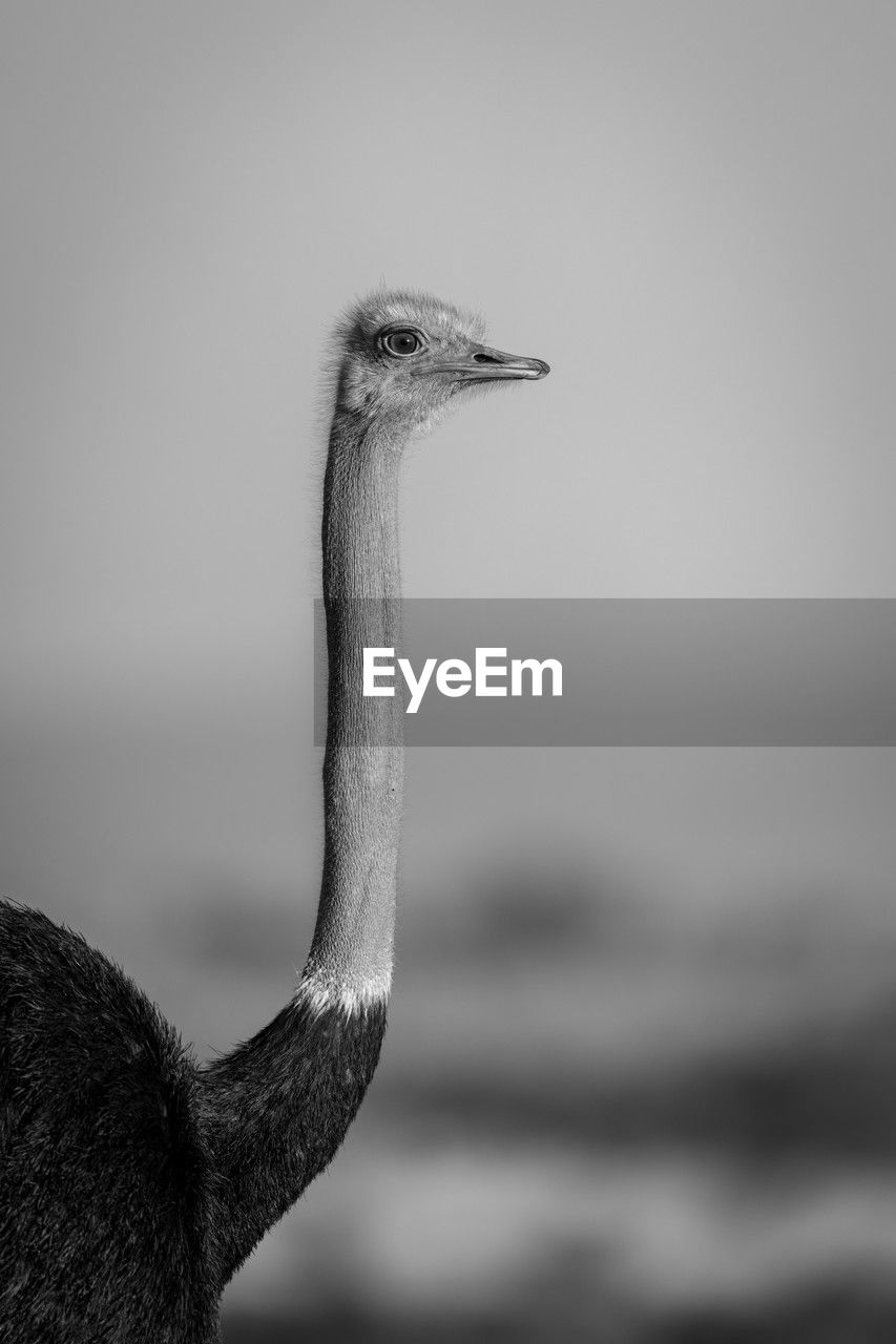 close-up of ostrich