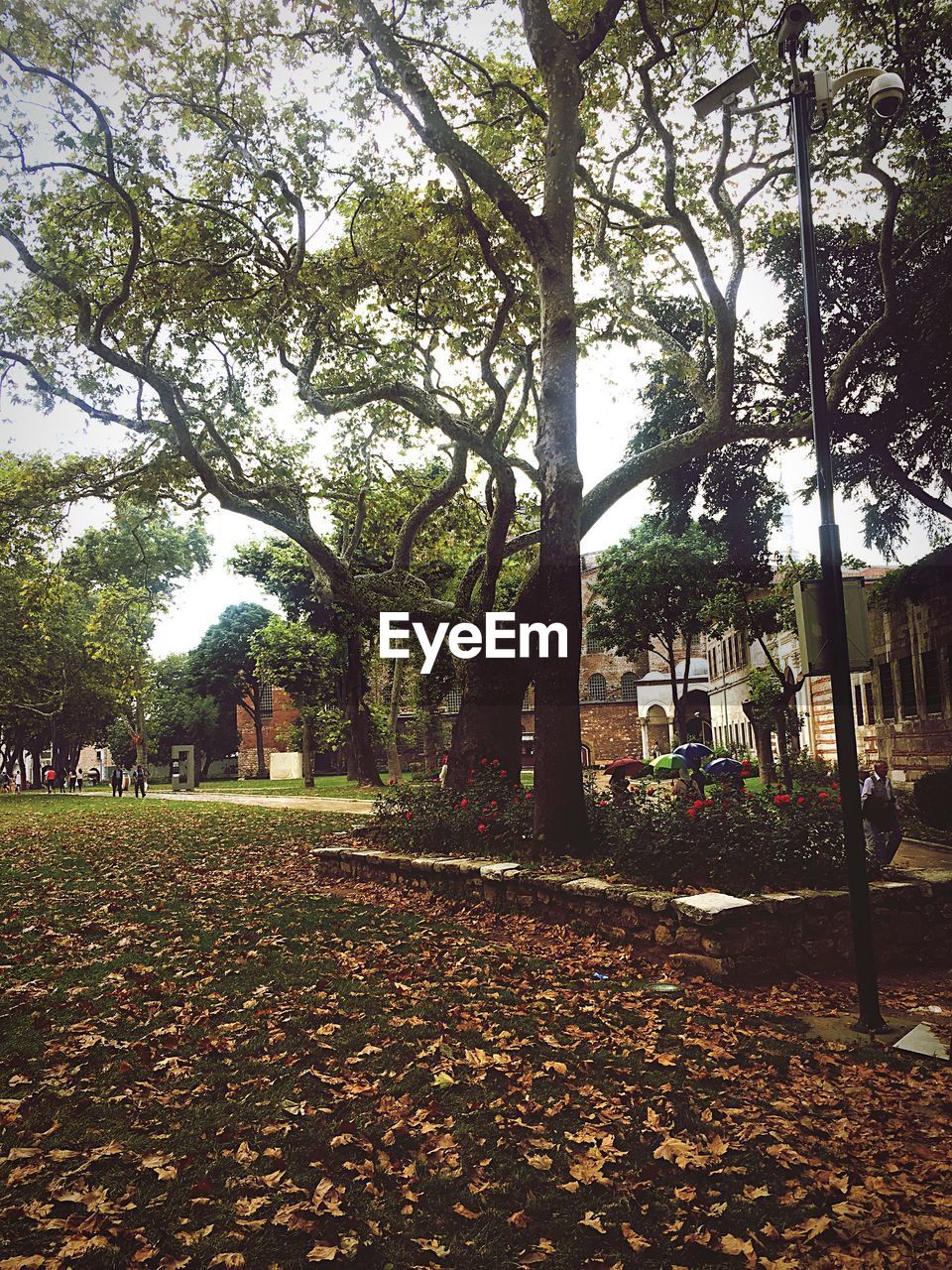 PARK WITH AUTUMN LEAVES IN BACKGROUND