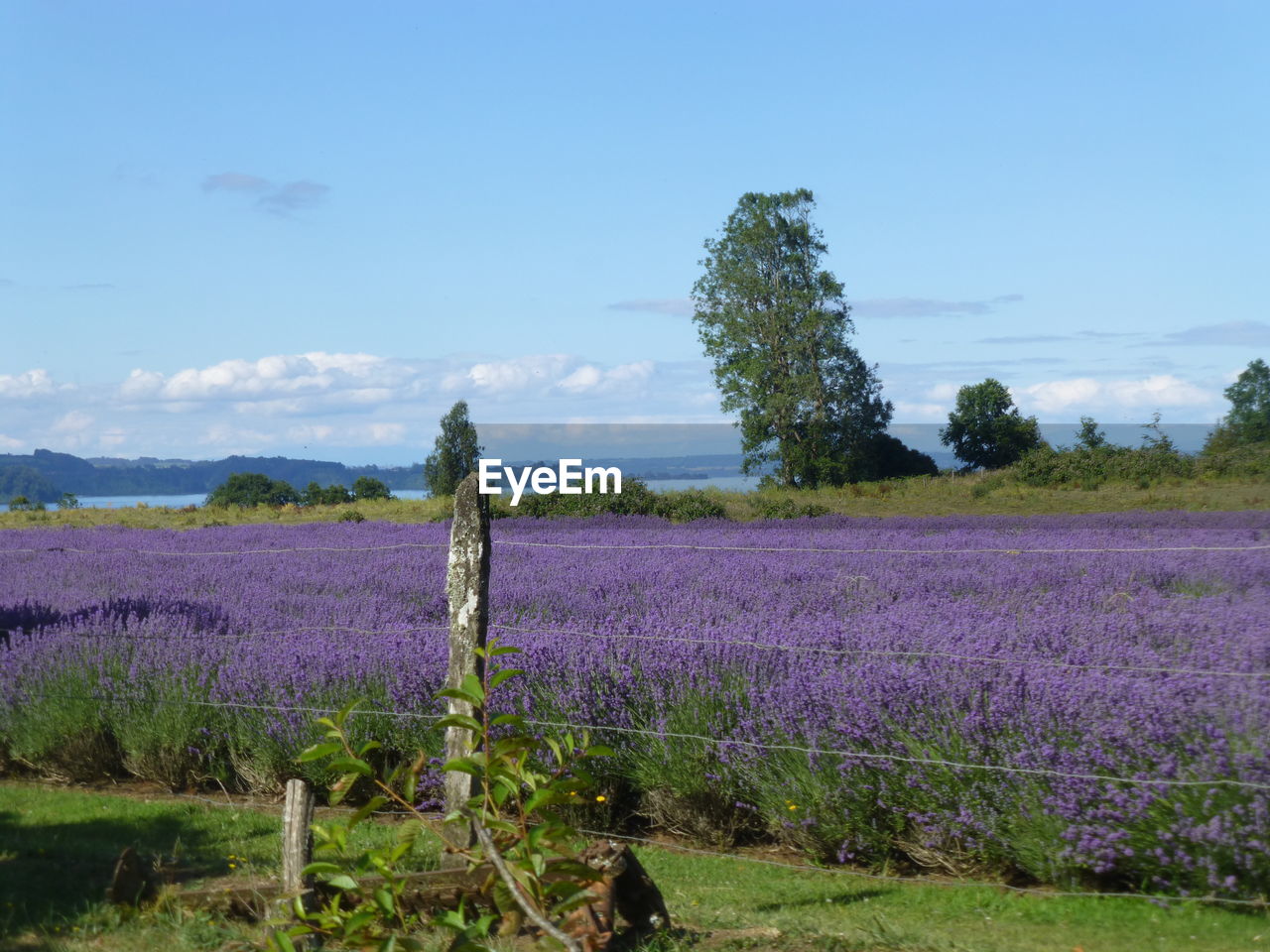 Close-up of flowers growing on field against sky