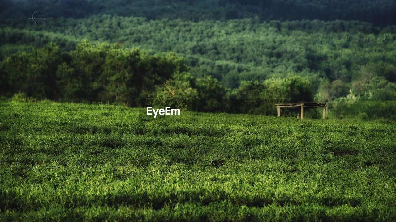 SCENIC VIEW OF GREEN FIELDS