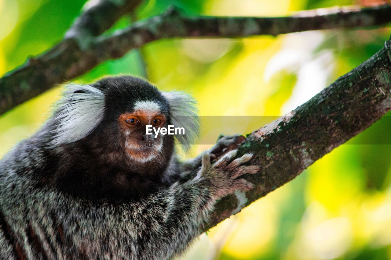 Close-up of monkey looking away while sitting on tree in forest