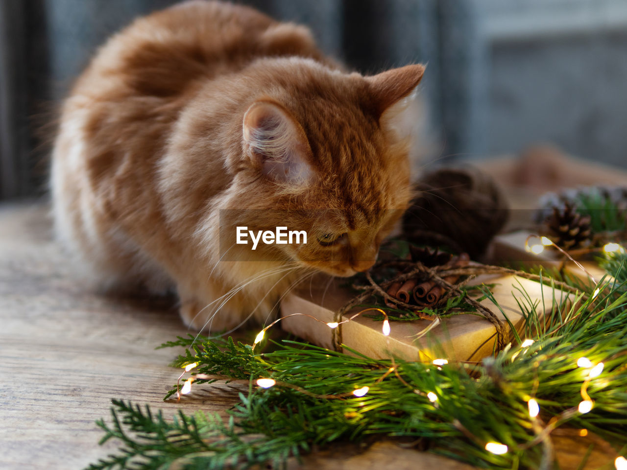 Cute ginger cat is sniffing christmas presents. pine tree branches on wooden table with light bulbs.