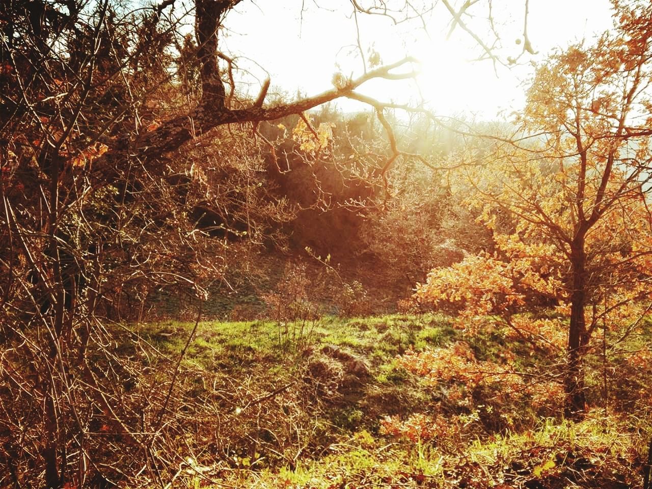 TREES ON FIELD IN FOREST