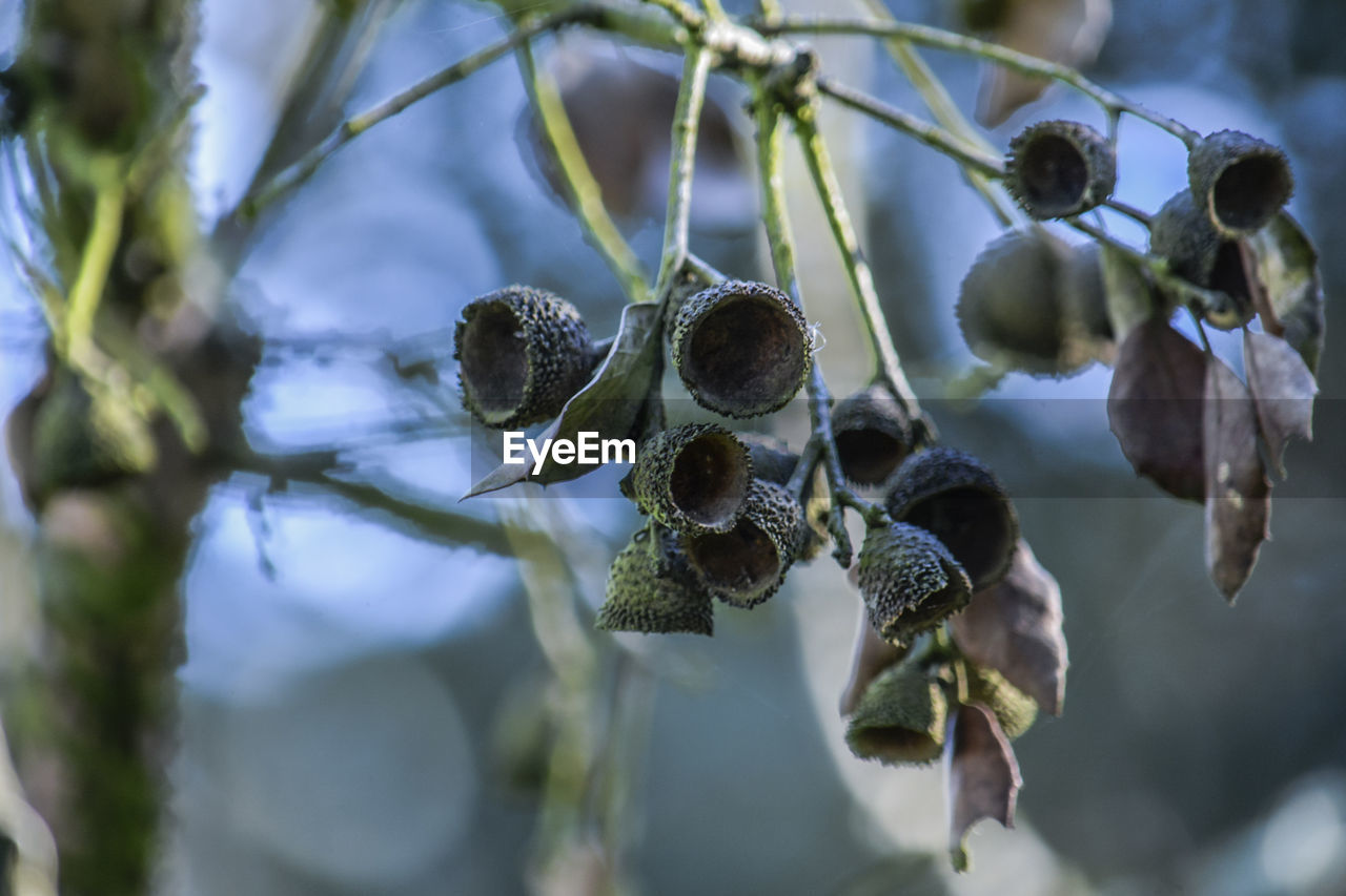 Close-up of berries growing on tree