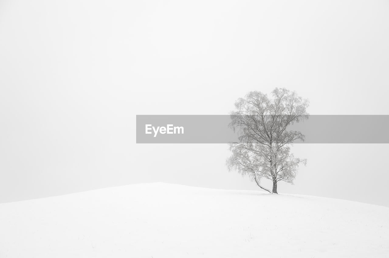 Bare tree on snow covered landscape