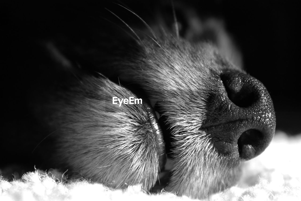 CLOSE-UP OF DOG WITH EYES