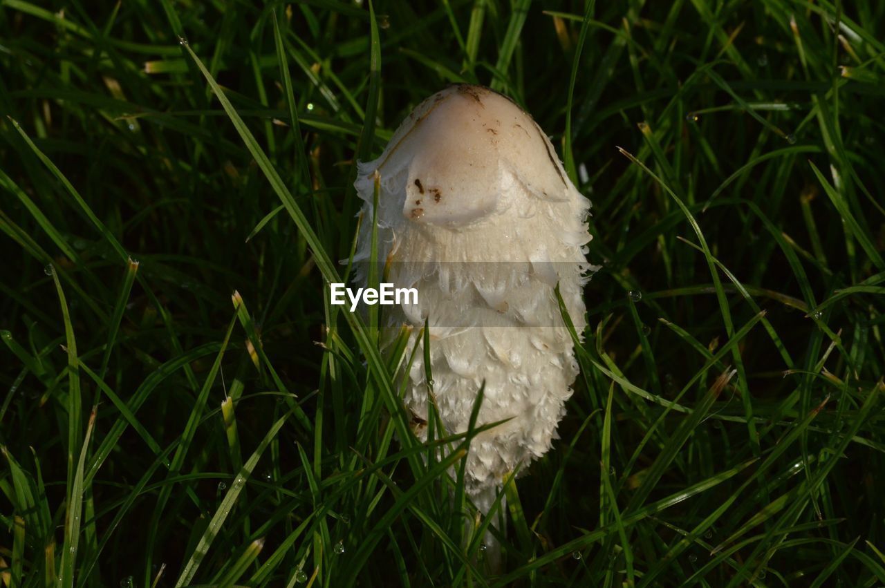 CLOSE-UP OF BIRD PERCHING ON GRASS