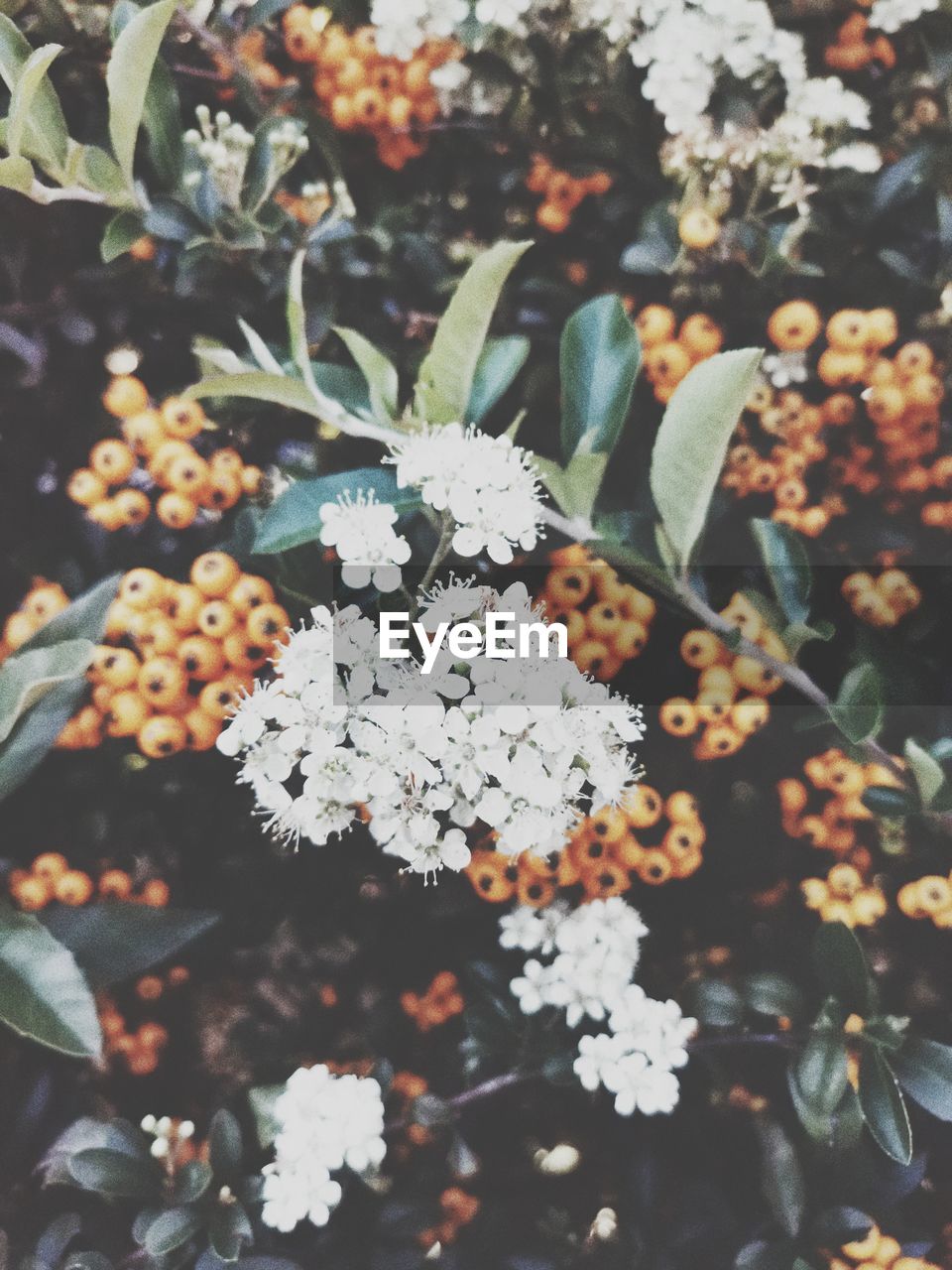 plant, nature, flower, growth, beauty in nature, flowering plant, plant part, freshness, no people, leaf, close-up, blossom, food, branch, food and drink, outdoors, day, autumn, healthy eating, fruit, art, pattern, fragility, butterfly, tree