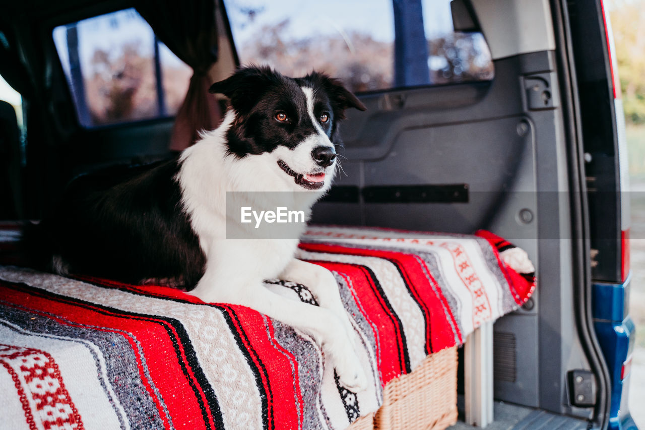 DOG SITTING ON CAR IN BUS