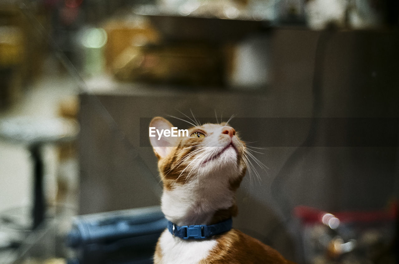 CLOSE-UP OF A CAT LOOKING UP