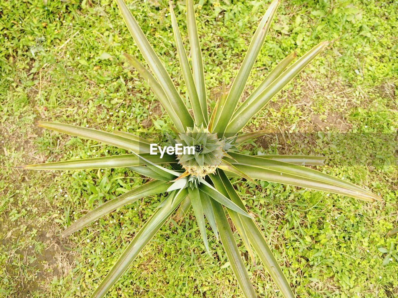 Directly above shot of plant growing on field