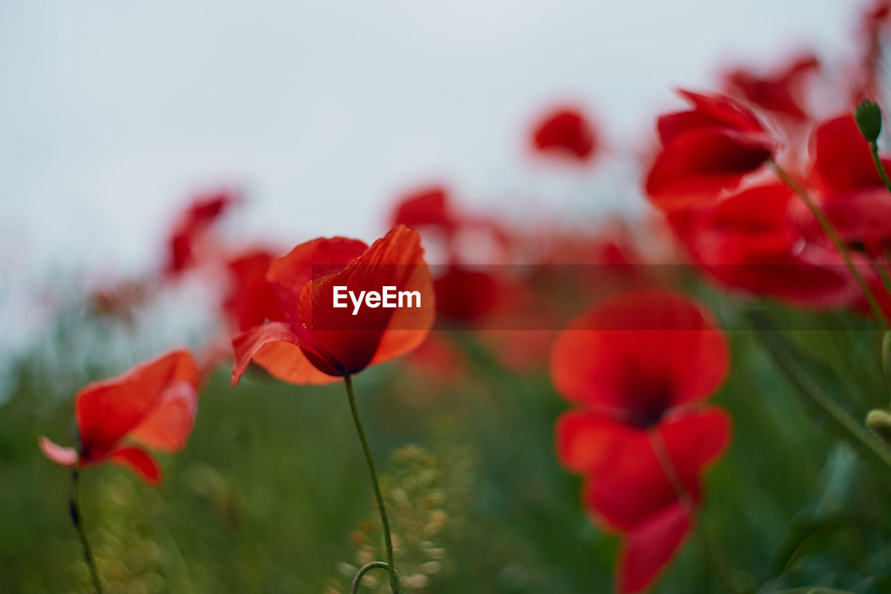 CLOSE-UP OF RED FLOWERING PLANTS