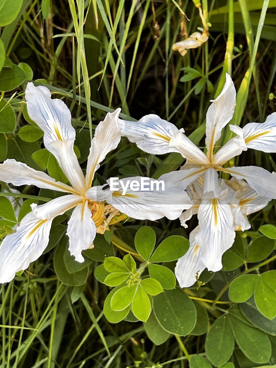 plant, flower, flowering plant, beauty in nature, growth, freshness, close-up, white, petal, nature, fragility, flower head, inflorescence, no people, plant part, leaf, botany, green, pollen, wildflower, outdoors, springtime, day, blossom