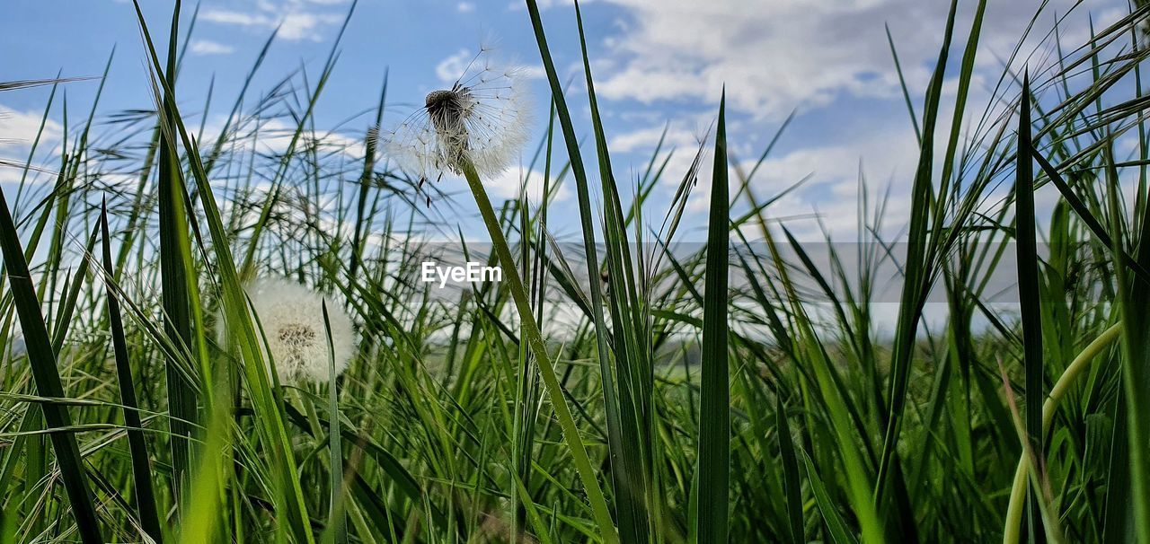 PLANTS GROWING ON FIELD