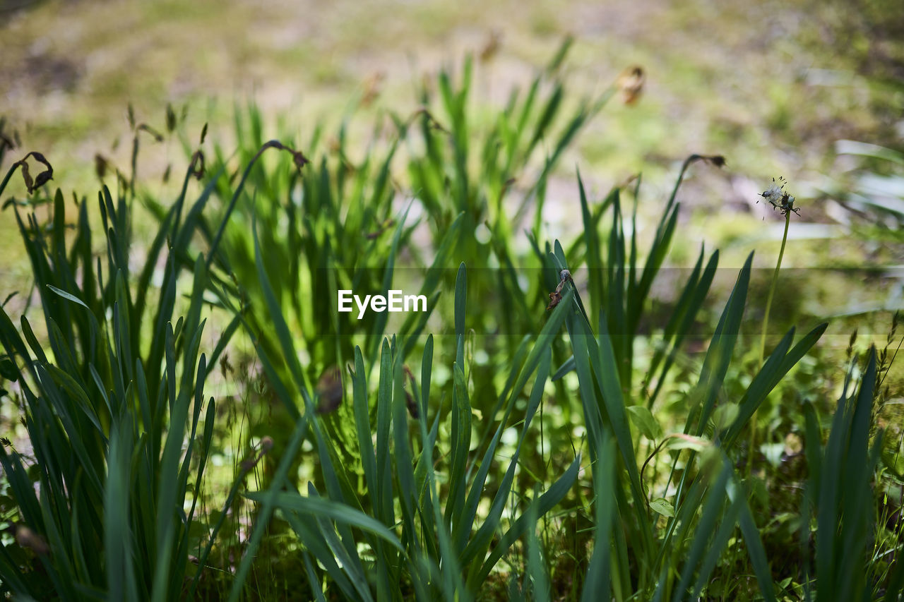 Close-up of grass growing on field